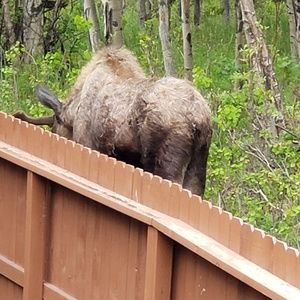 Meet your Posher, Joanne